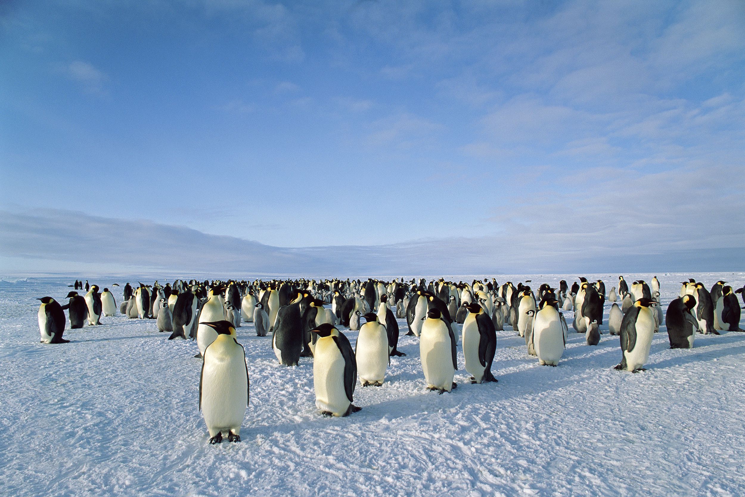 Emperor Penguin Colony, Dawson-Lambton Glacier, Weddel Sea, Antarctica