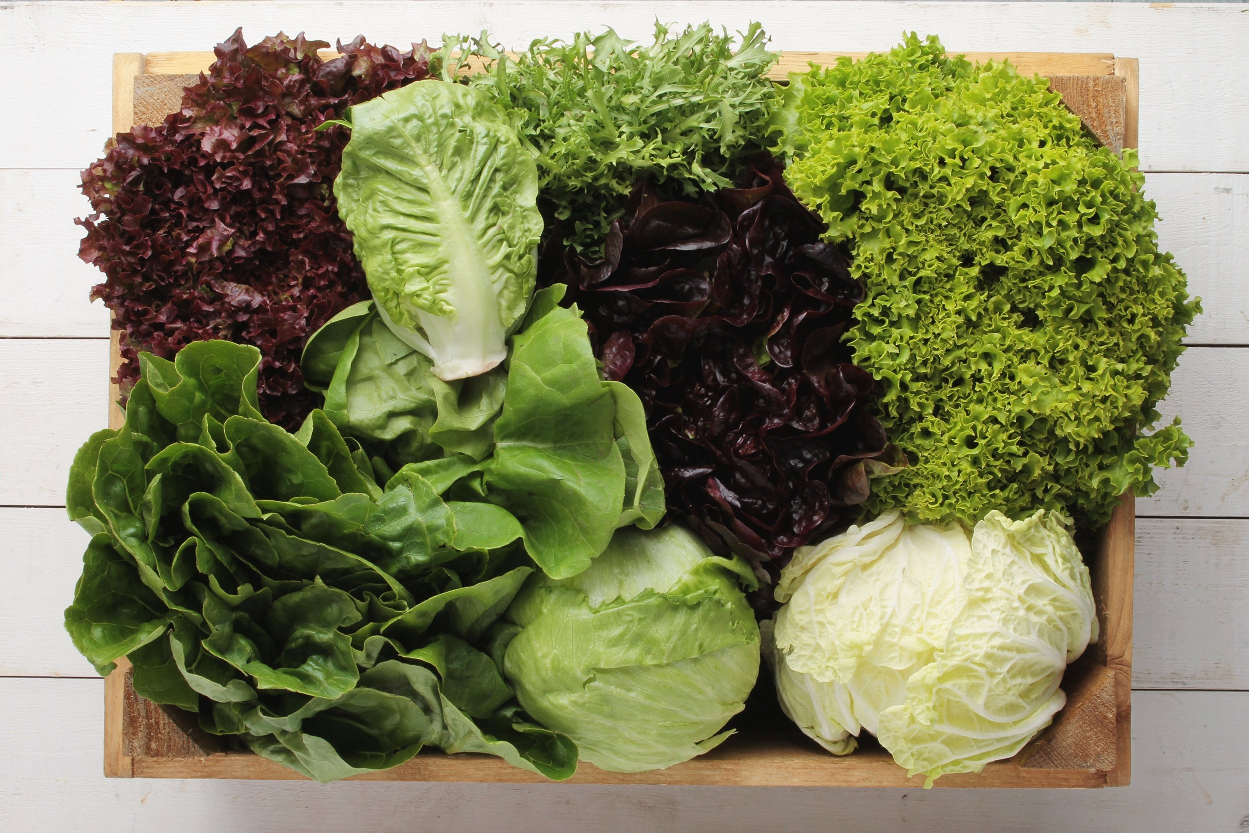 Lettuce varieties