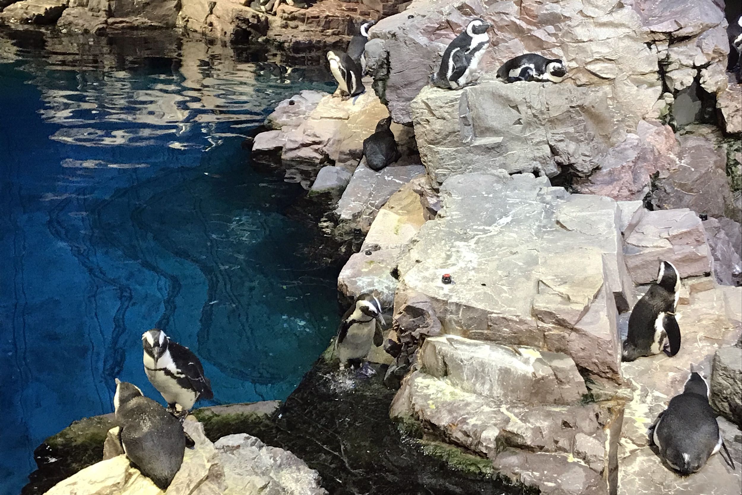 African penguin exhibit at New England Aquarium, Boston, several penguins perched on the rocks, with a blue pool on the left