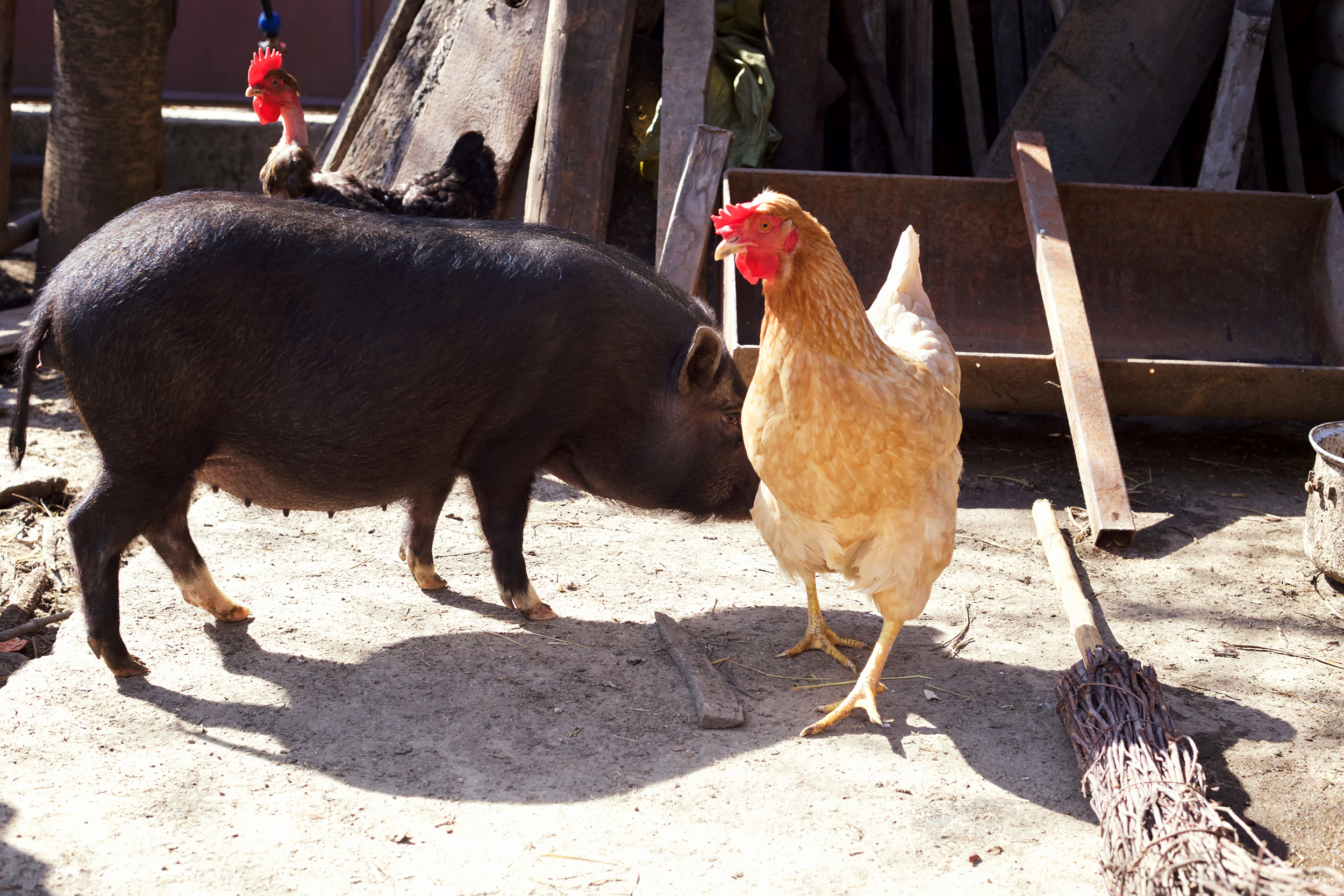 Chicken and a pig outside