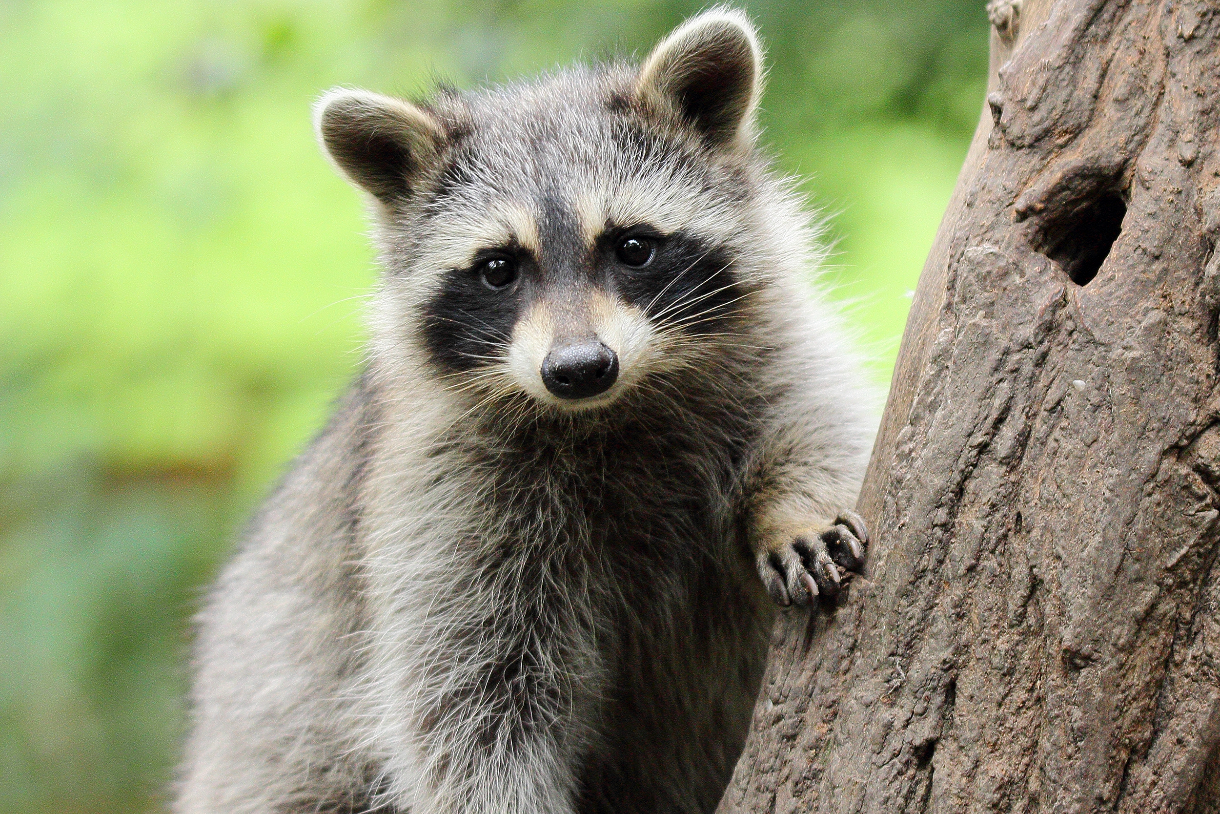 Raccoon in a tree