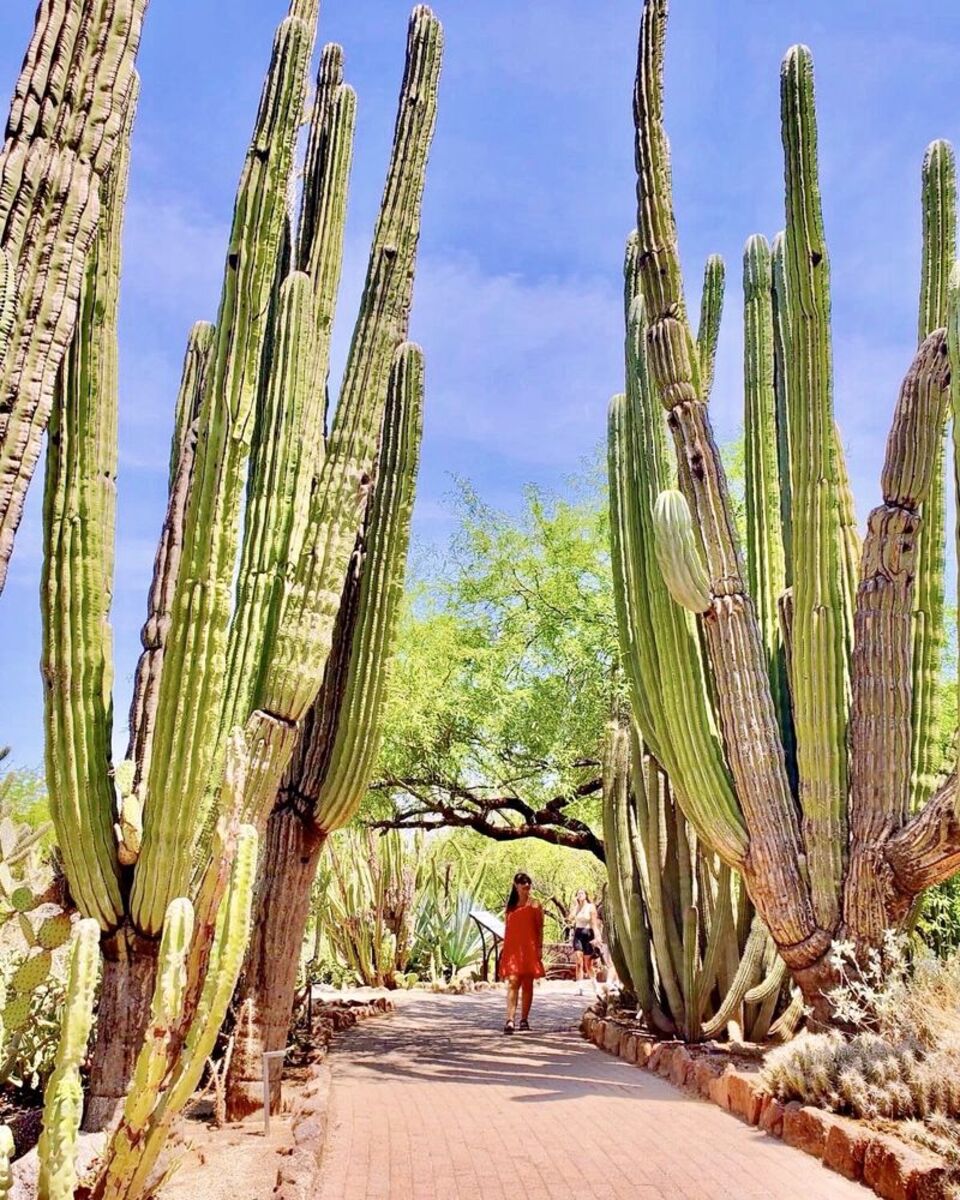 Several gigantic cacti lining the brick walkway at Desert Botanical Garden, Phoenix, a woman in a red dress on walkway, with a blue sky with wispy white clouds on a sunny day