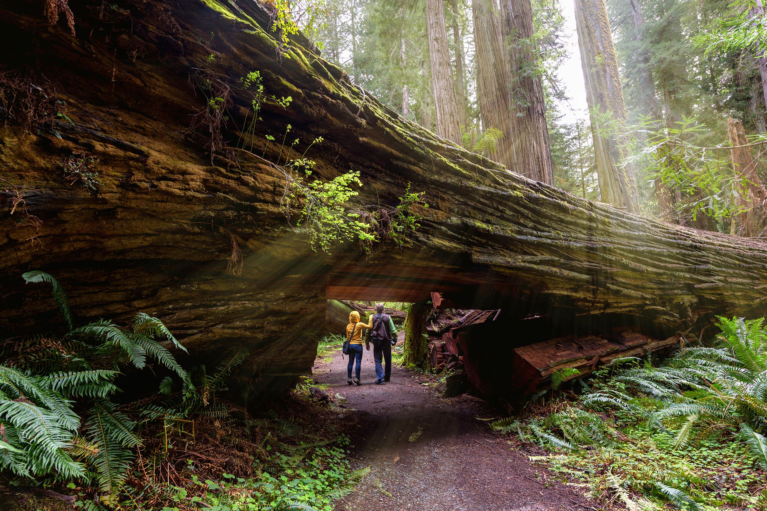 Couple walking under a fallen redwood at Humboldt Redwoods State Park, California