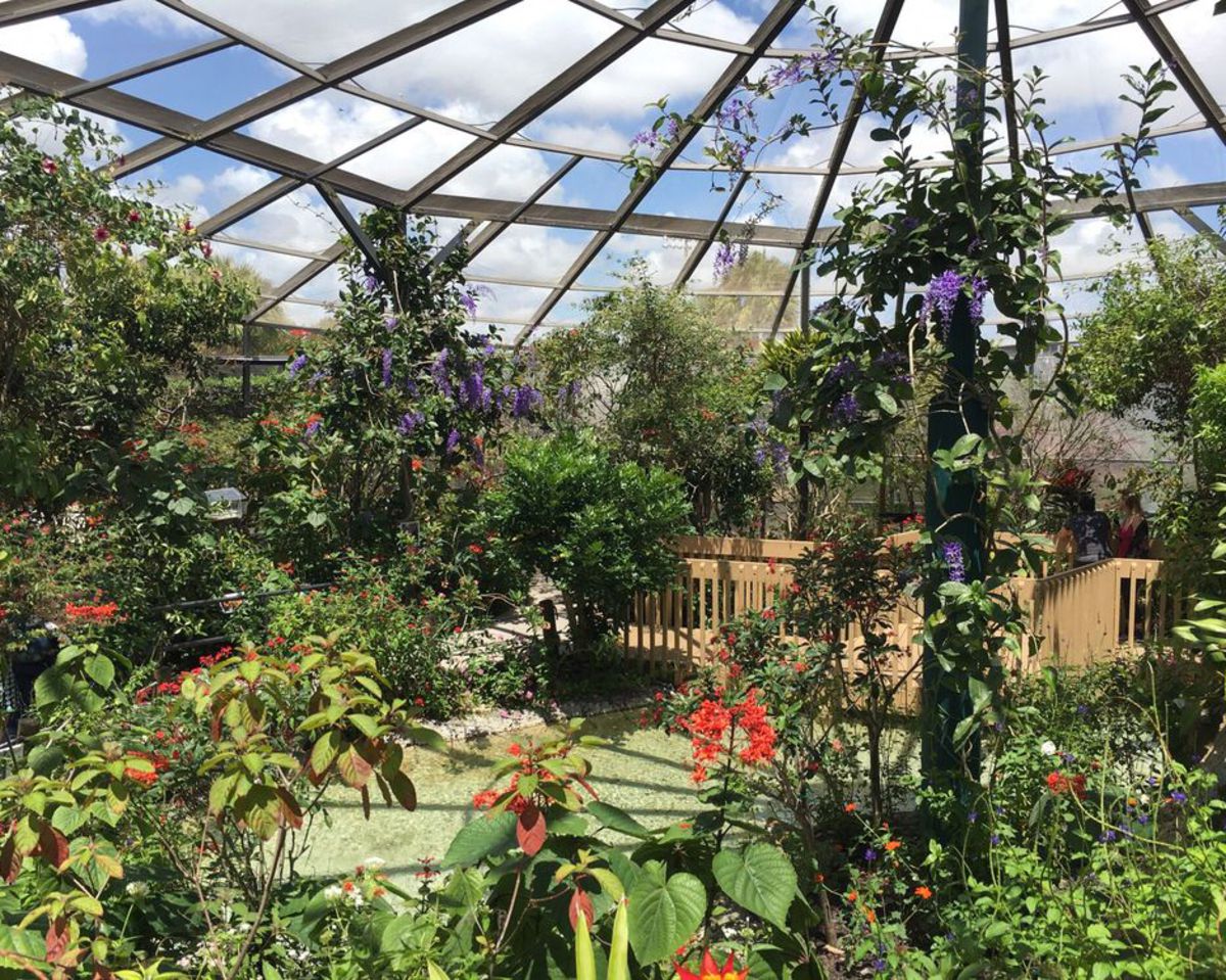 Interior of Butterfly World, Coconut Creek, Florida, greenhouse filled with tropical plants and butterflies, a blue sky with white clouds coming through a windowed ceiling
