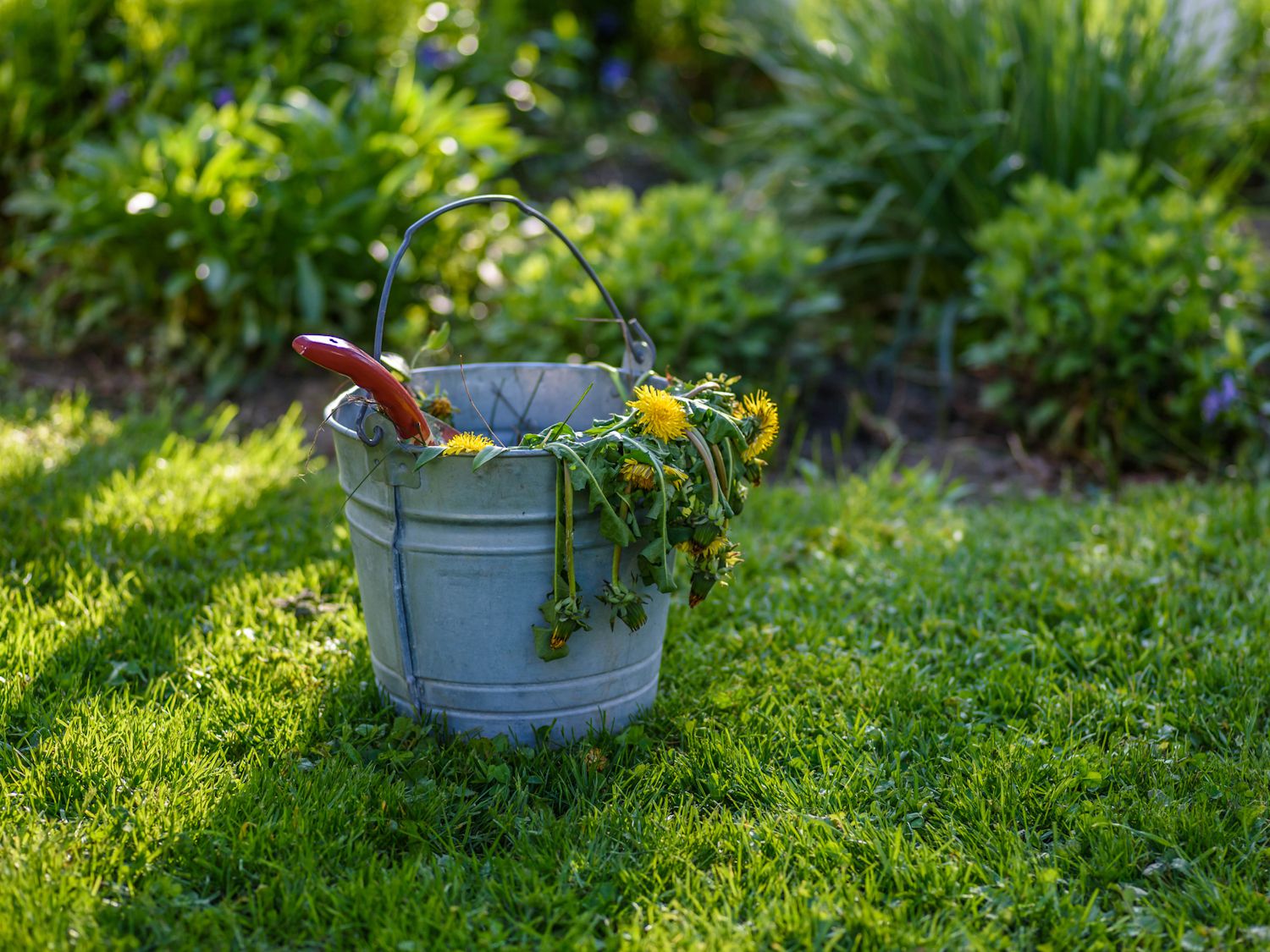 Pulling weeds in spring garden