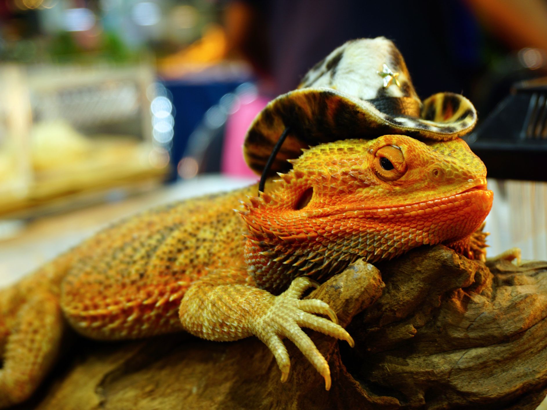 live agama lizard is wearing a cowboy hat (bearded dragon)live agama lizard is wearing a cowboy hat (bearded dragon)