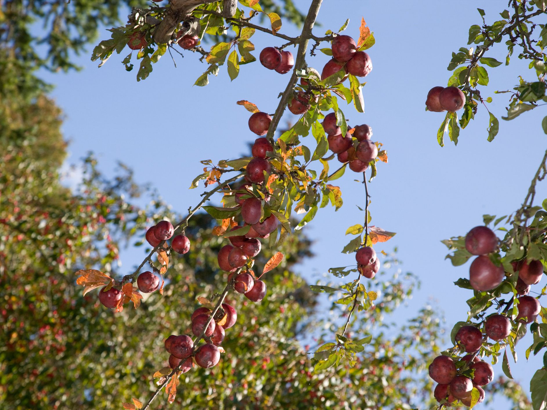 Malus sieversii is a wild apple native to Central Asia. It is believed to be the sole ancestor most cultivars of the domesticated apple.