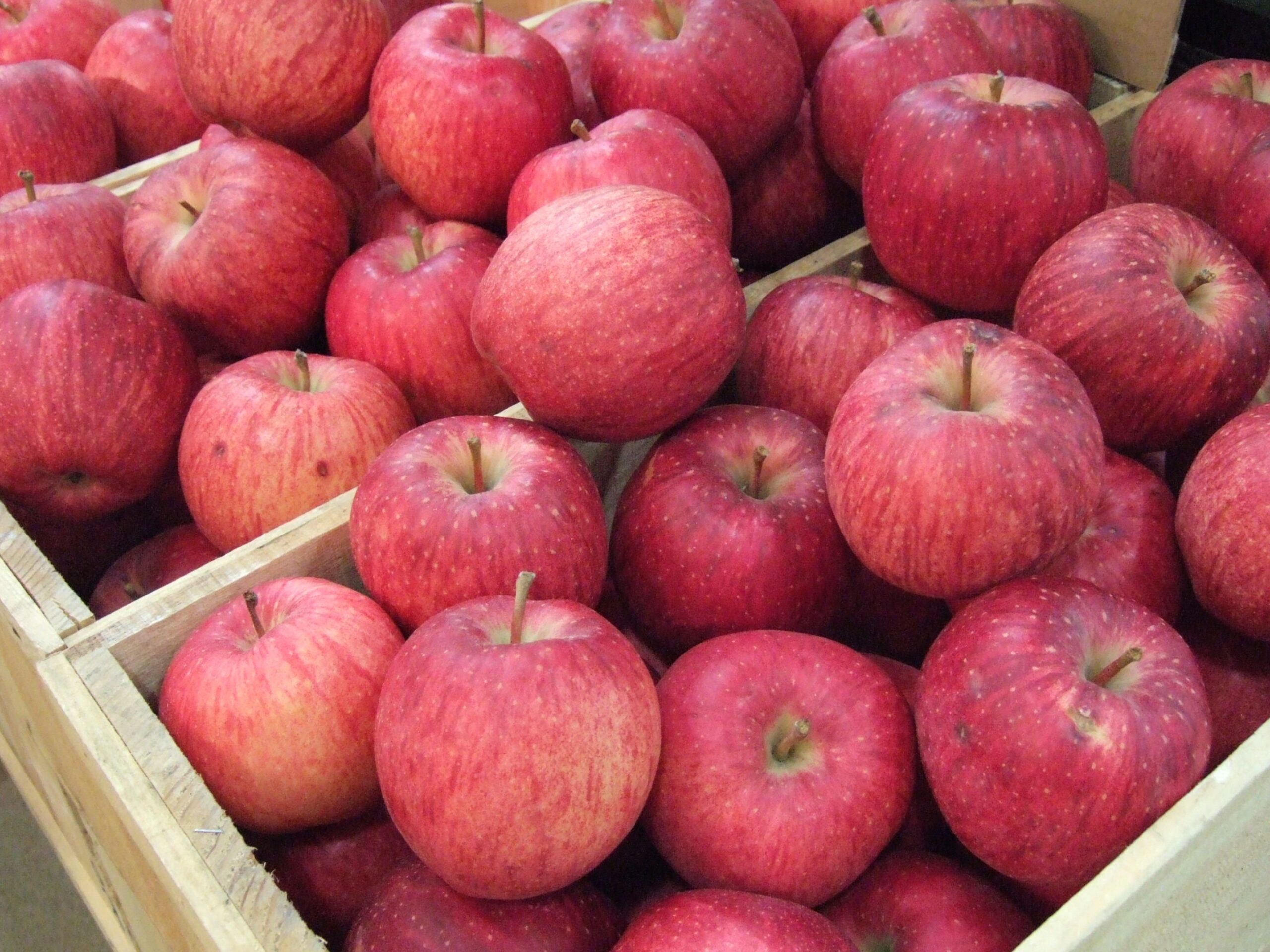 Sekai Ichi apples, Japan