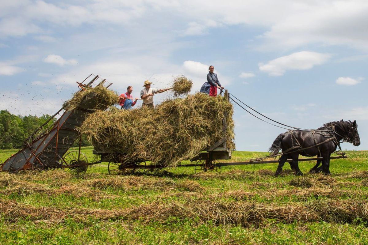 Three people harvesting hay at Living History Farms, Urbandale, Iowa, with two black horses and a harvesting machine, on a sunny day during late summer
