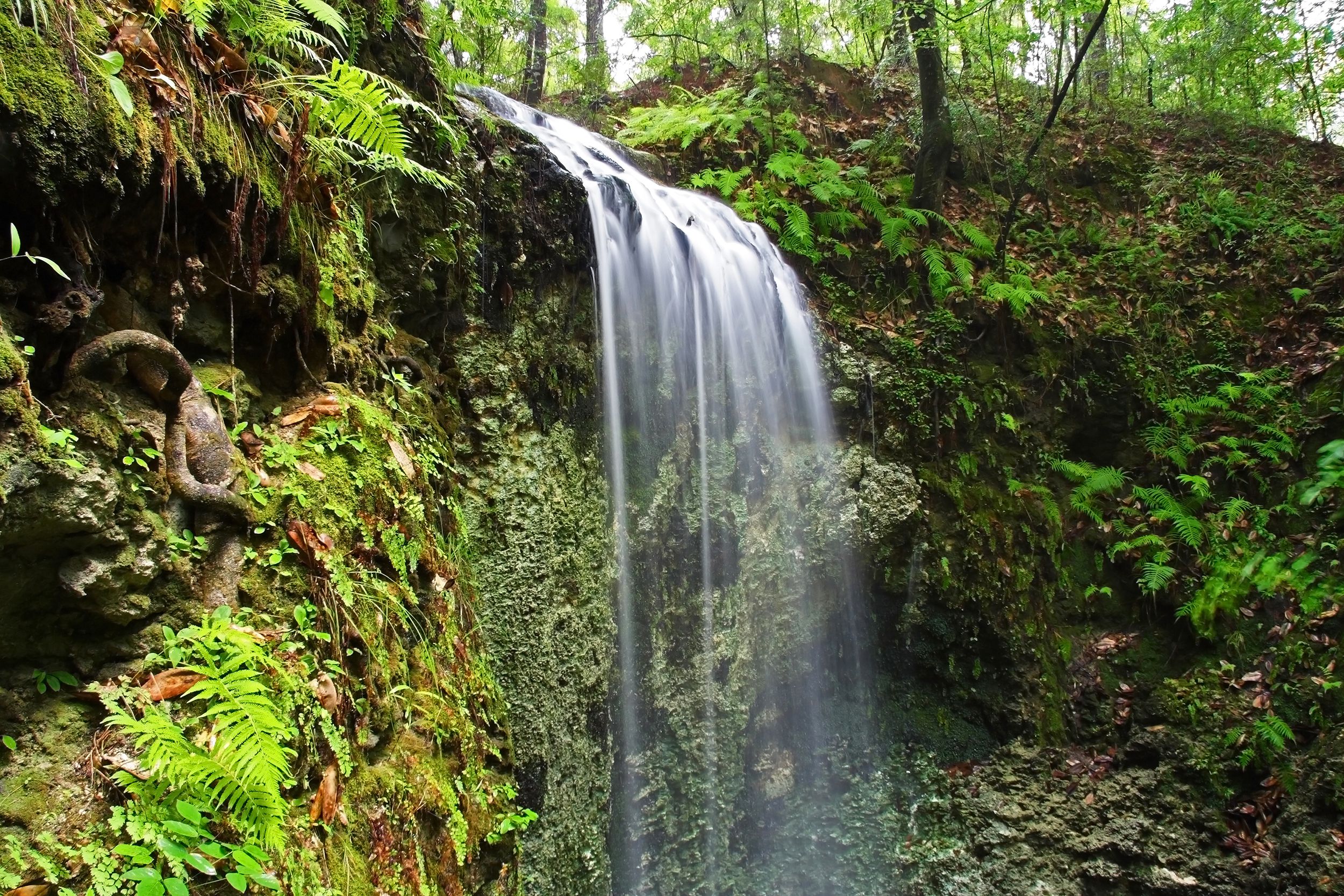 Focus on the waterfall at Falling Waters State Park, Chipley, Florida, surrounded by green tropical and temperate plants, in a forest