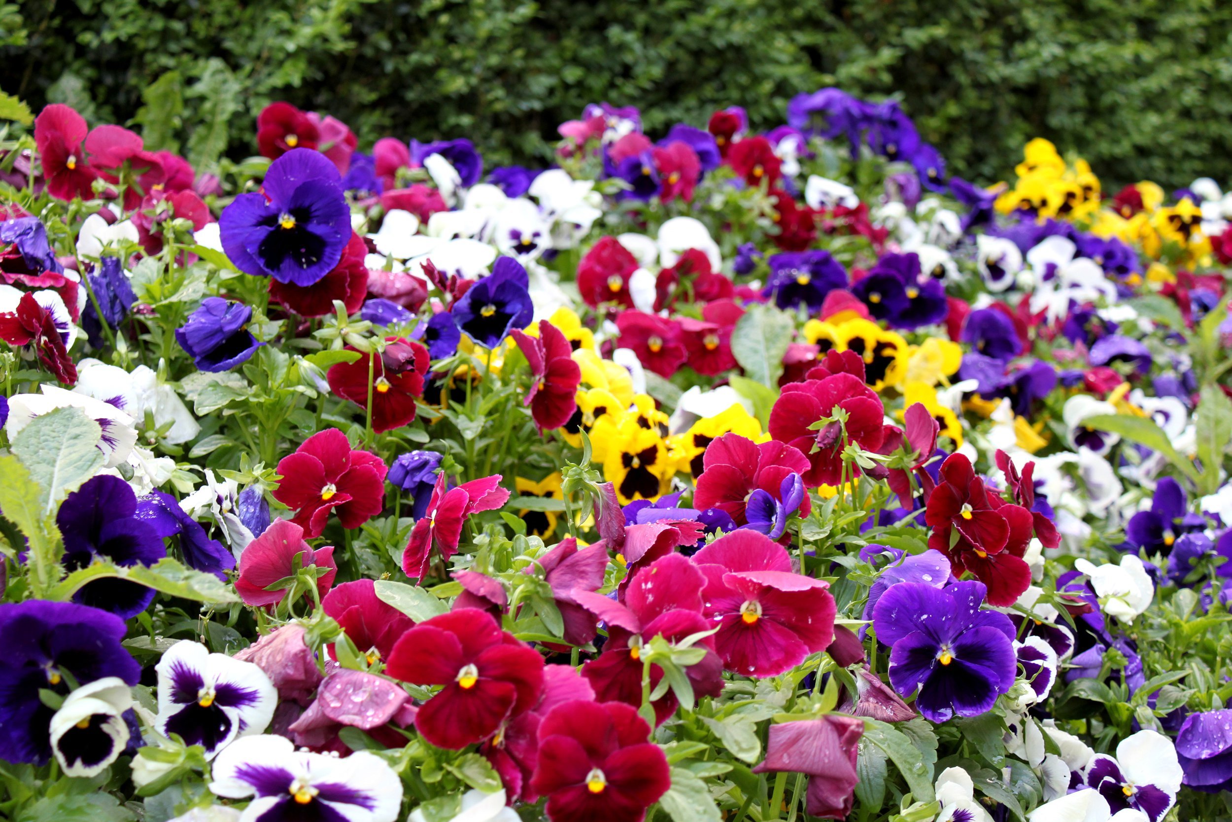 pansies in garden