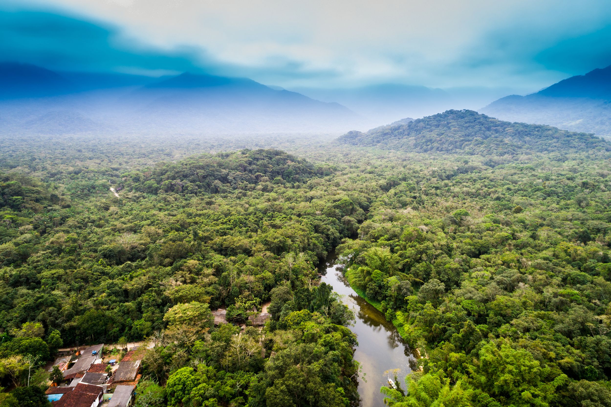 The Amazon Rainforest
