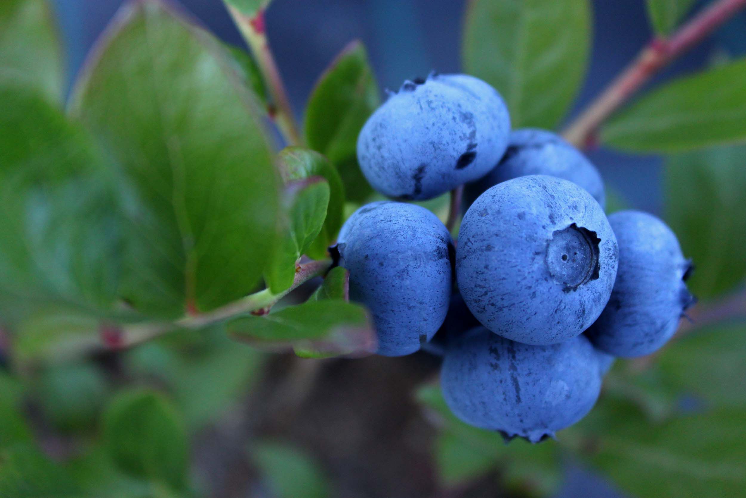 Blueberry Pie Bar