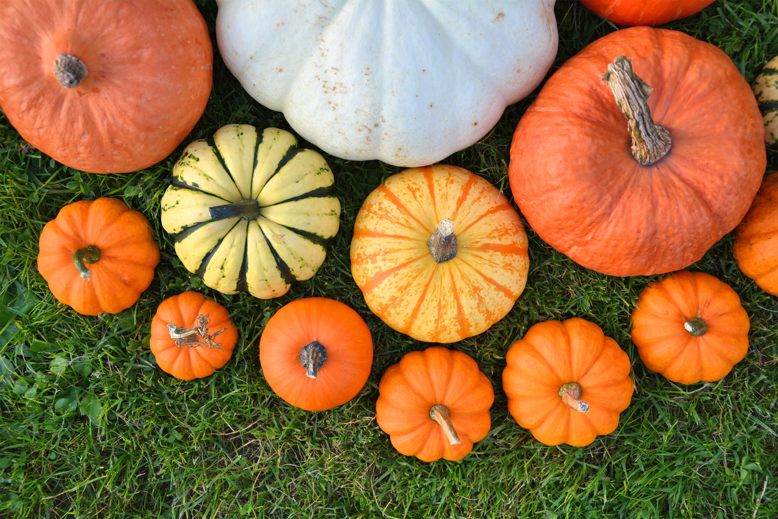 Pumpkins on grass