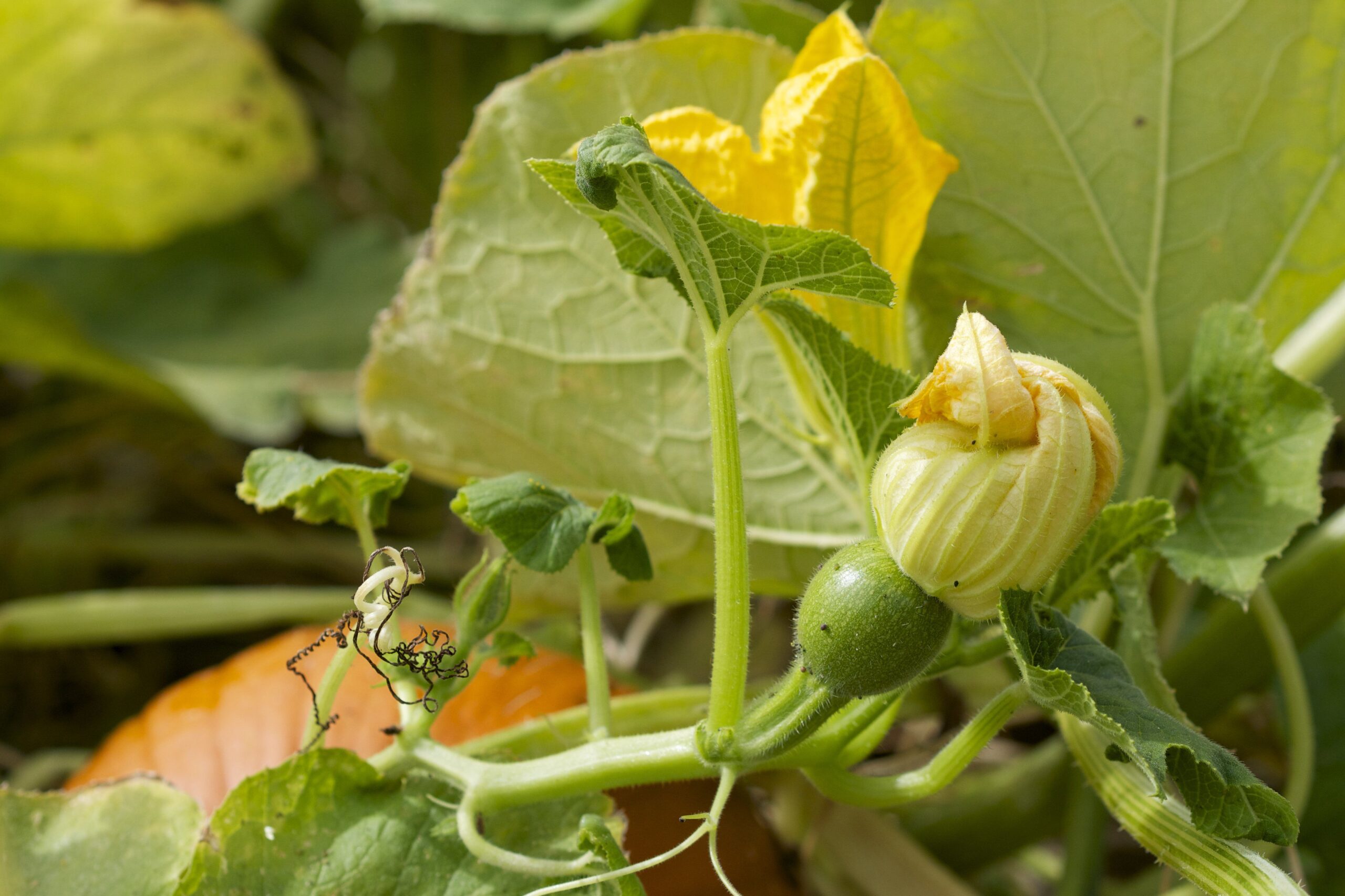 Close up of pumpkin patch with flower developing into a pumpkin.