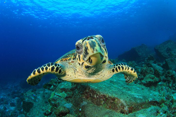 Sea Turtles