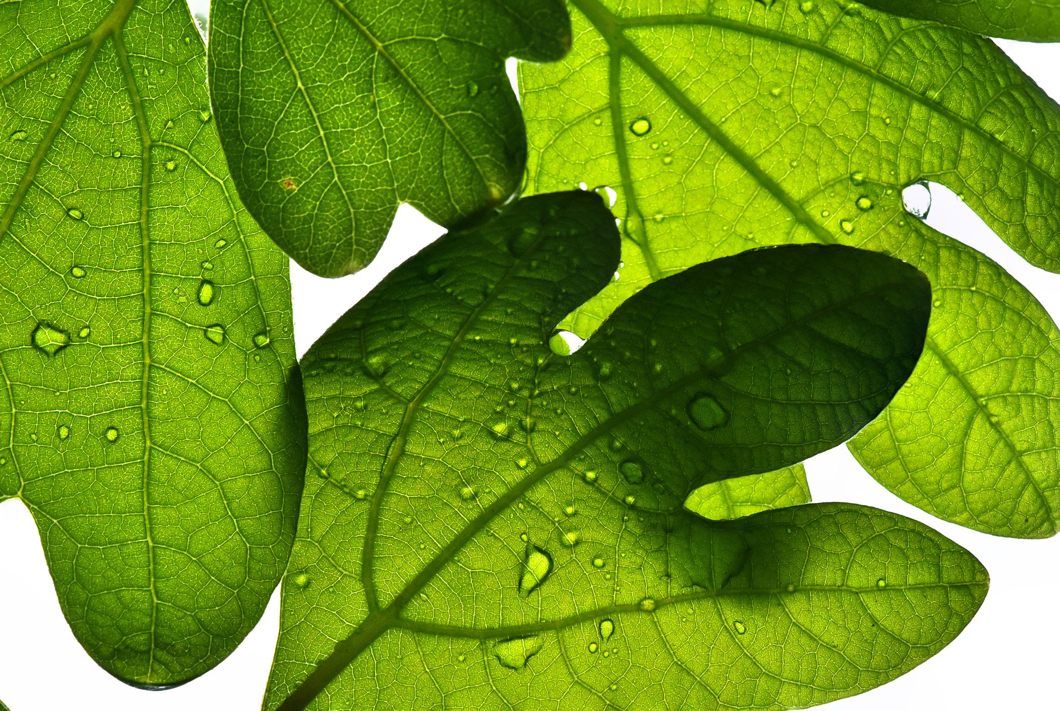 A Sassafras albidum tree with water drops on the leaves.