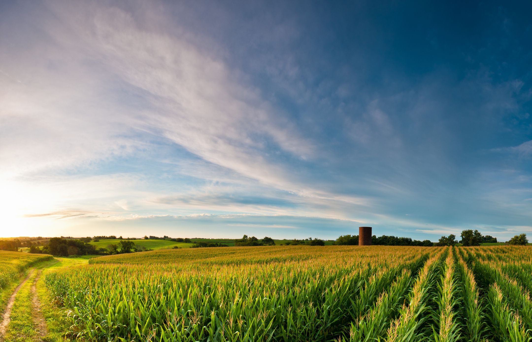 Sunrise over summer corn with silo