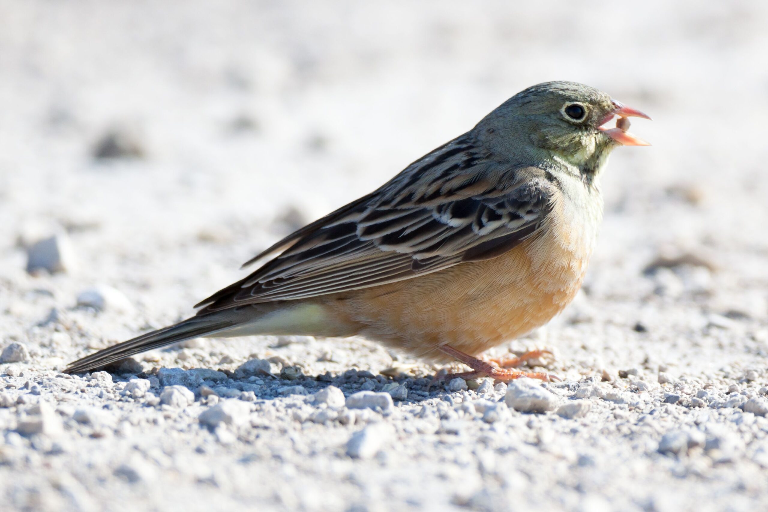 Ortolan
