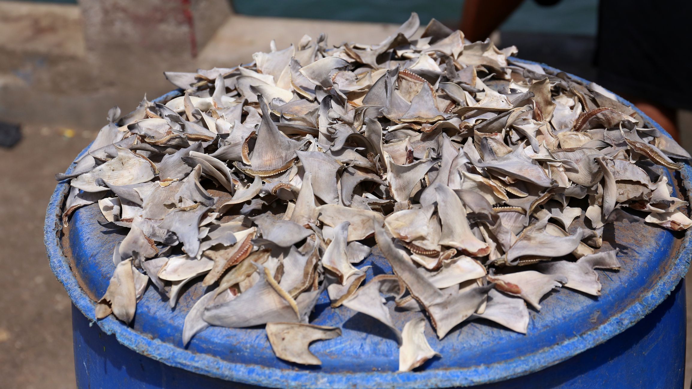 Shark Fins