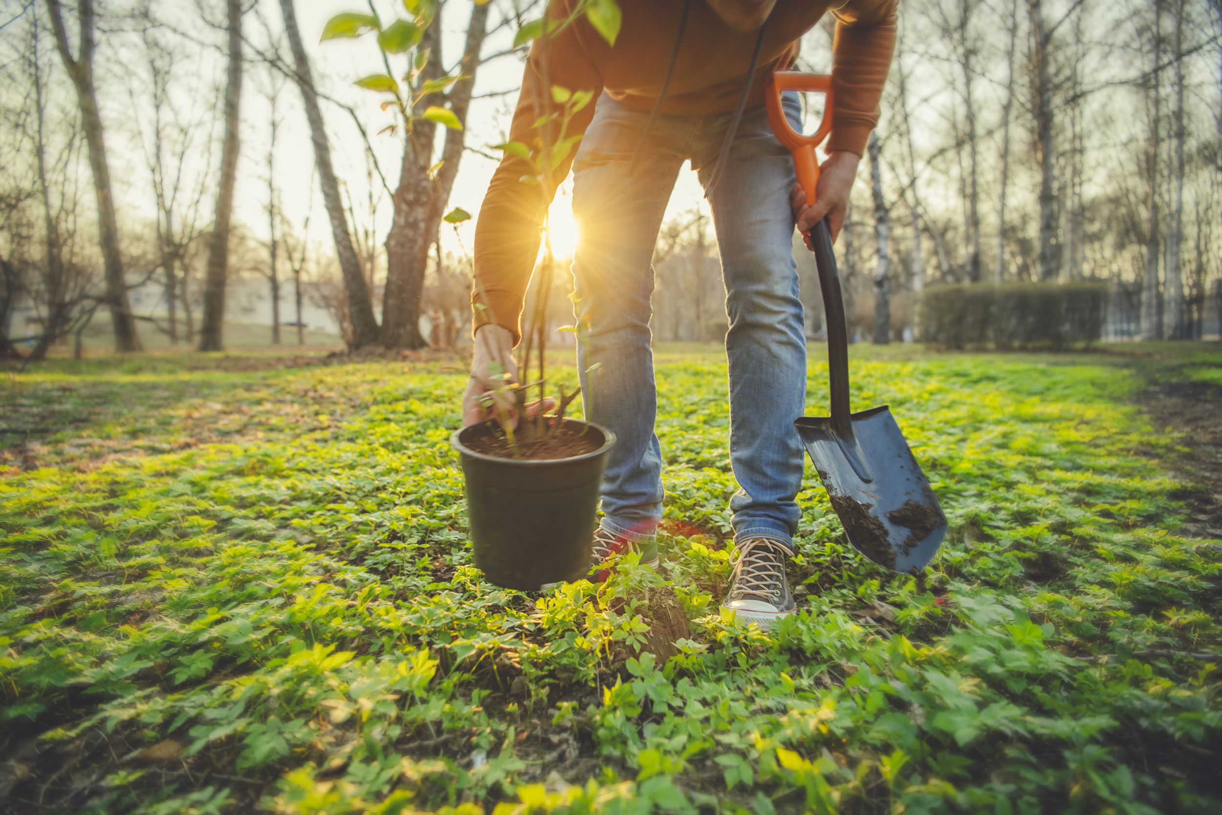 man planting tree in springtime