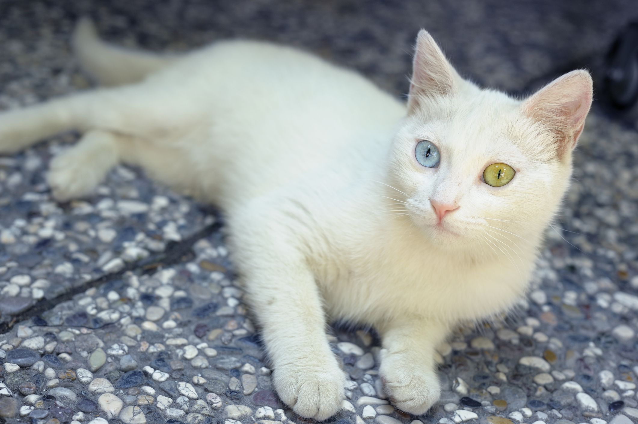 A Turkish Van cat with a blue eye and an amber eye, laying on a tiny stone mat, selective focus, looking towards the left