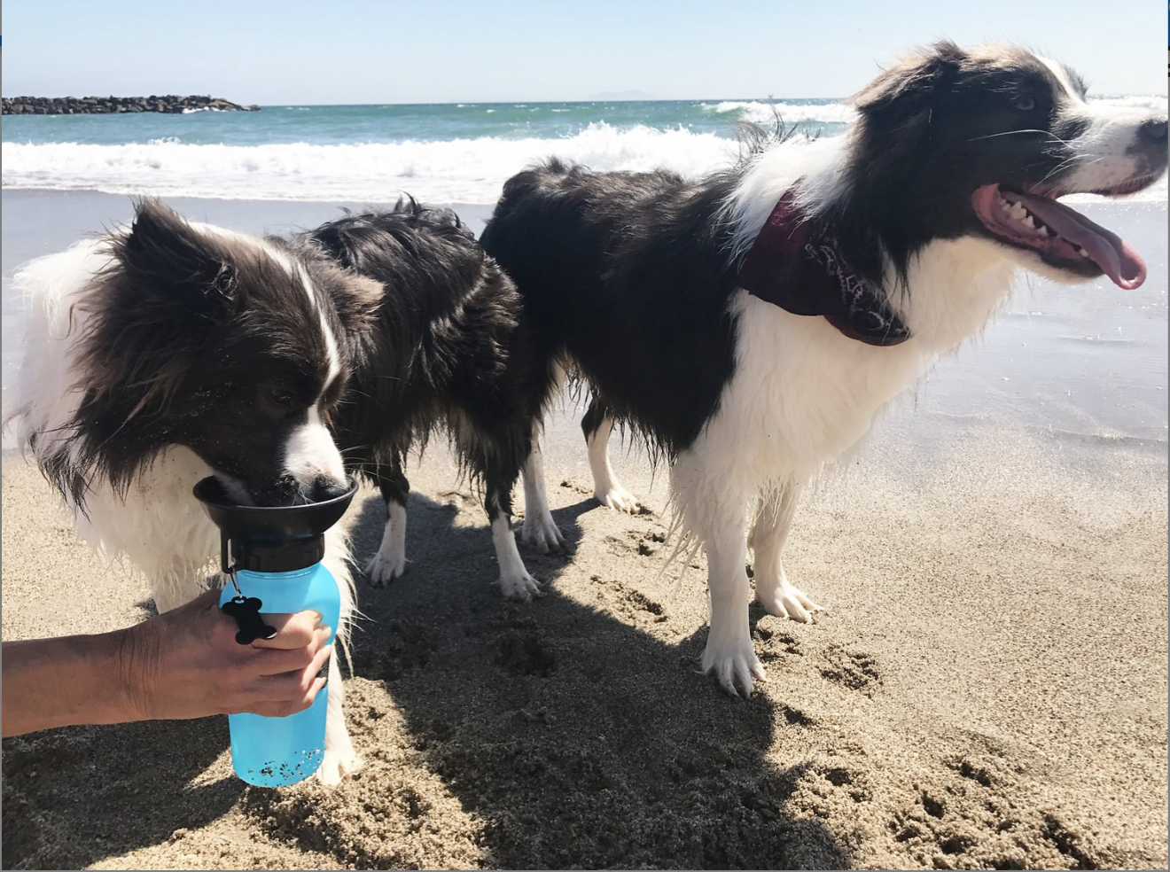 Highwave AutoDogMug