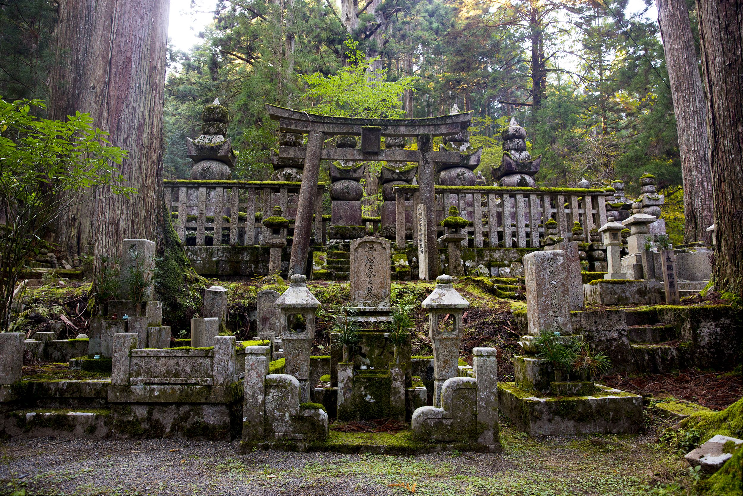 Okunoin Cemetery, Wakayama Prefecture, Japan, several tombs partially covered in moss, surrounded by extremely large cedar trees