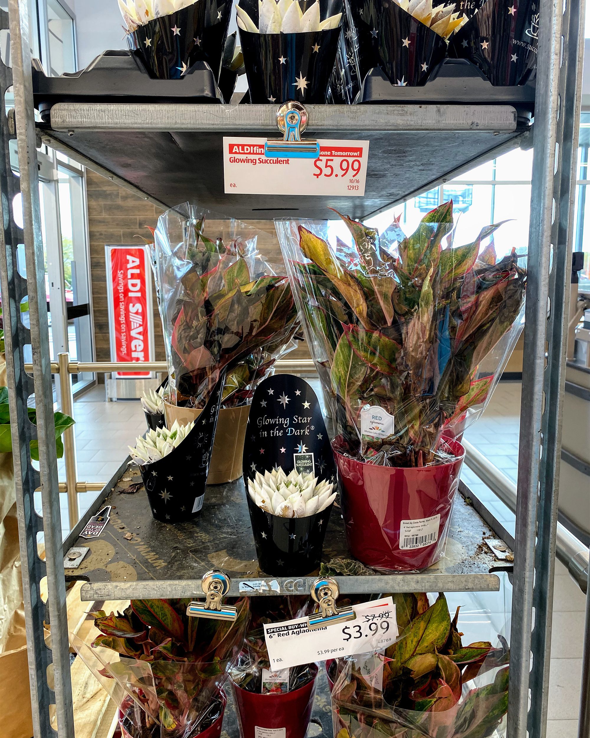 Plants