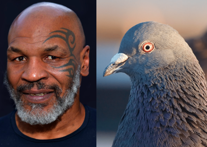 Mike Tyson & Pigeon