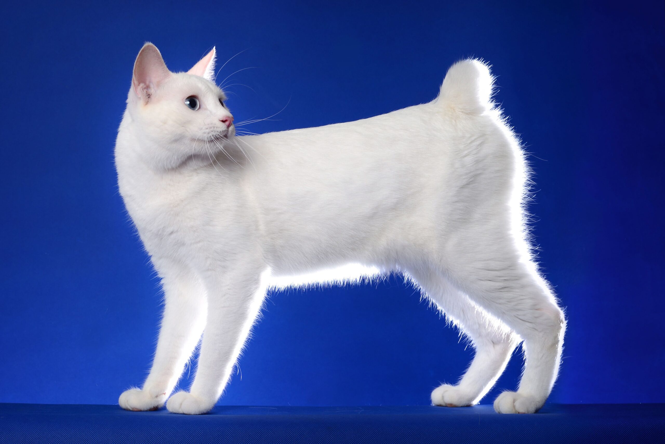 Side-view of a white Japanese Bobtail cat standing towards the left while the head to turned towards the right, on a vibrant blue background