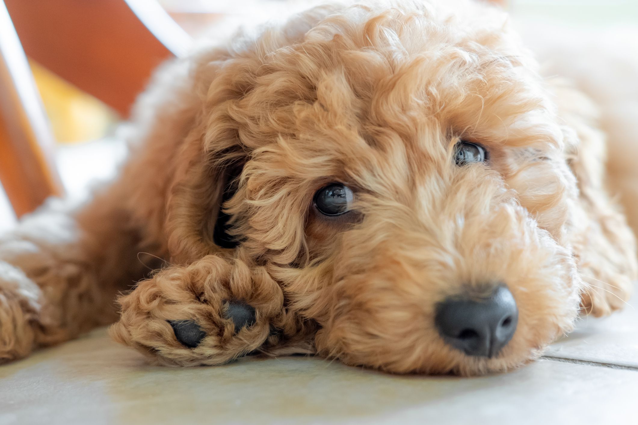 Seen sulking under a kitchen table on the cool floor tiles.