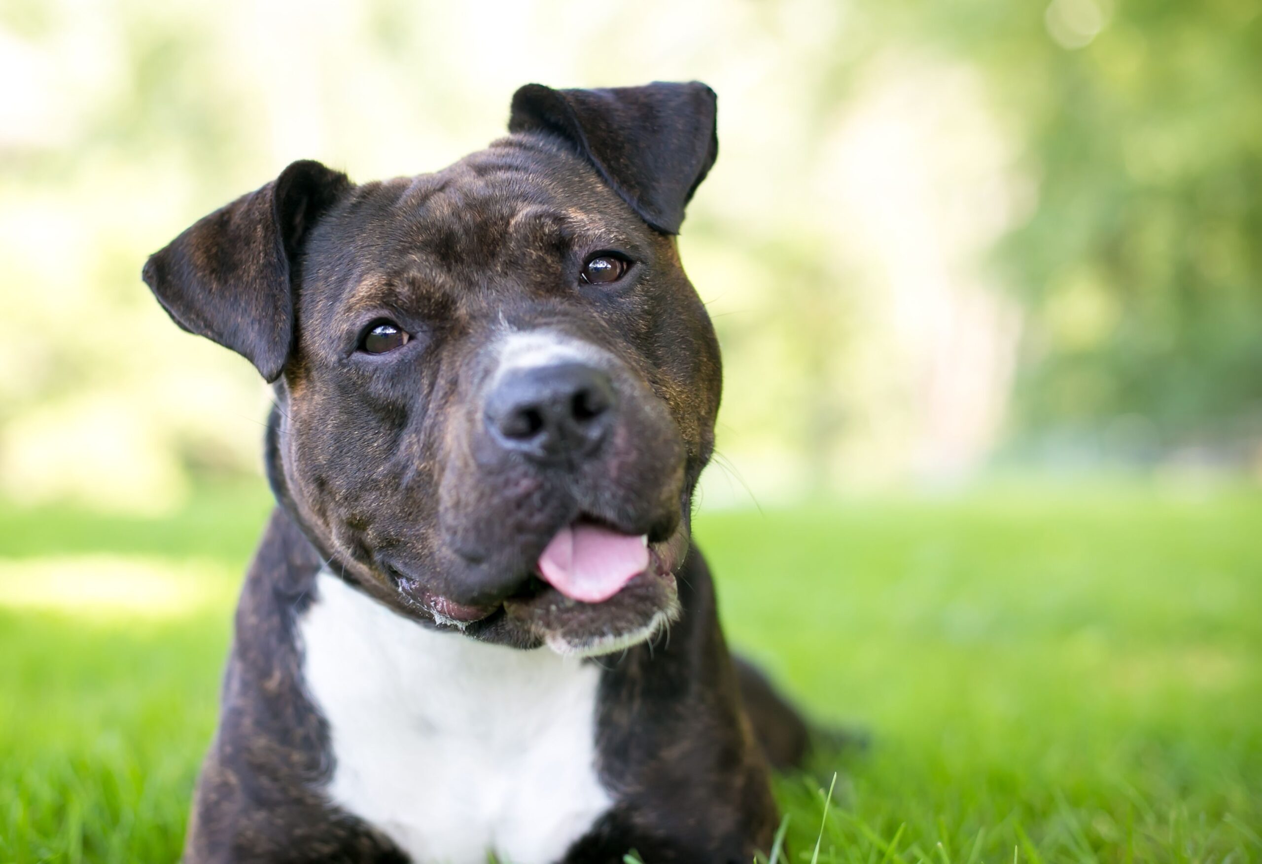 A brindle and white Staffordshire Bull Terrier mixed breed dog listening with a head tilt