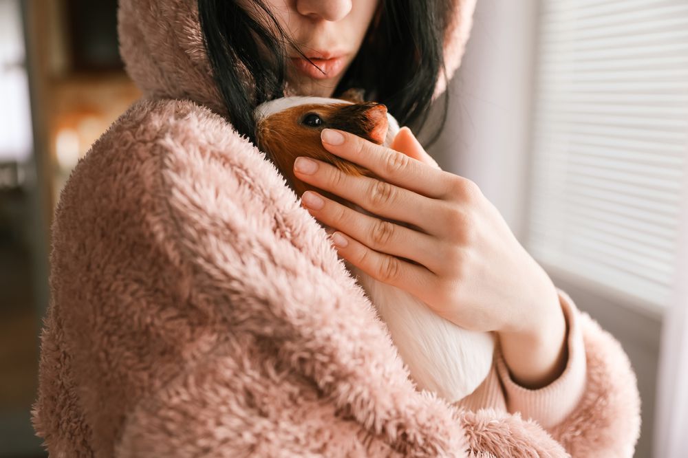 Cute guinea pig in the girl