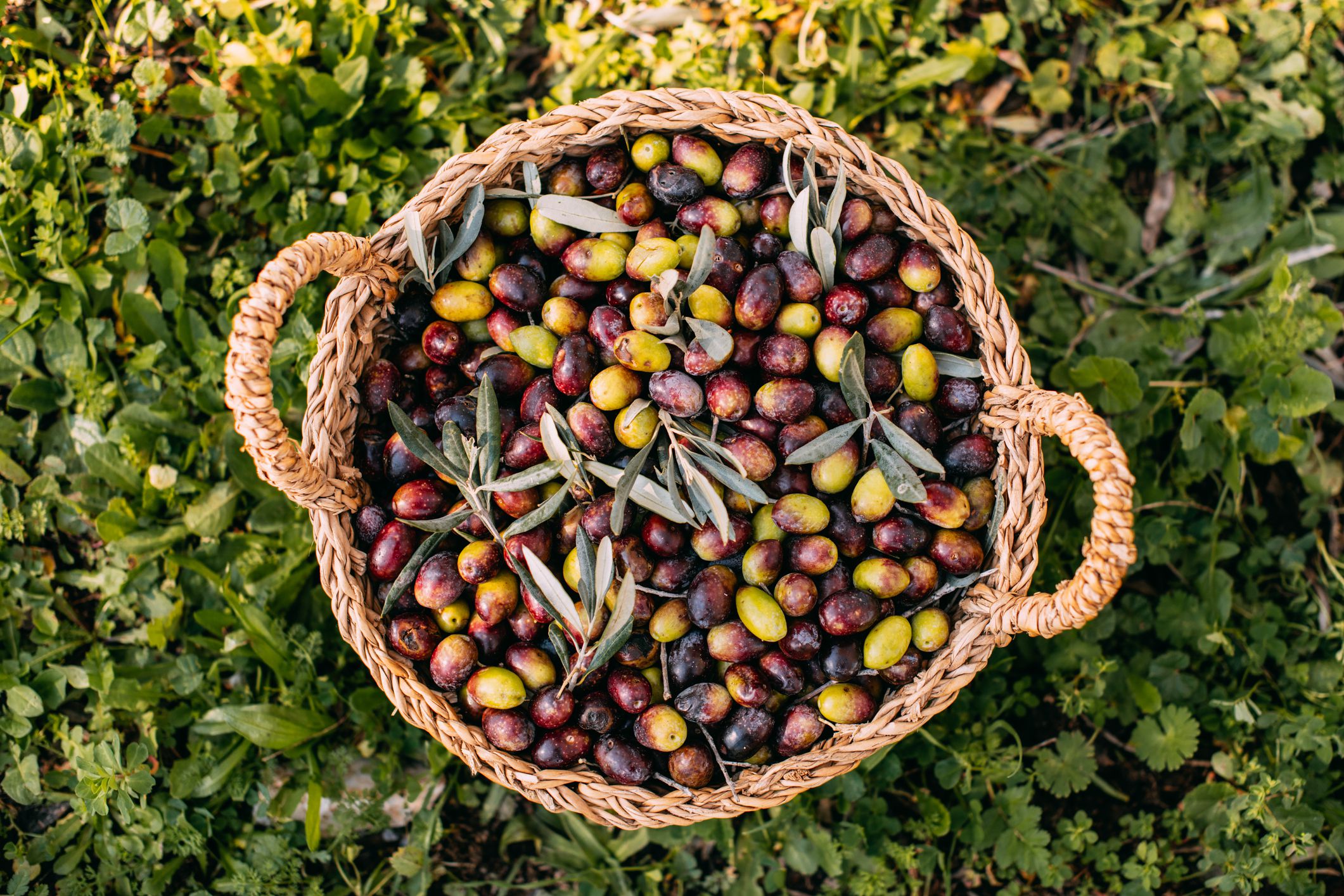 Olive Harvest