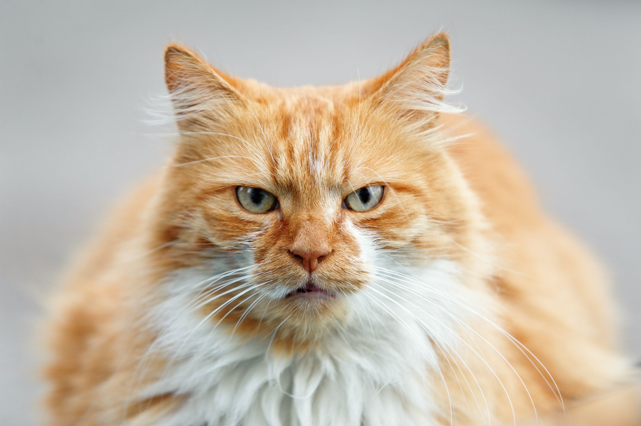 Portrait of a big cat. Converted from Nikon RAW.