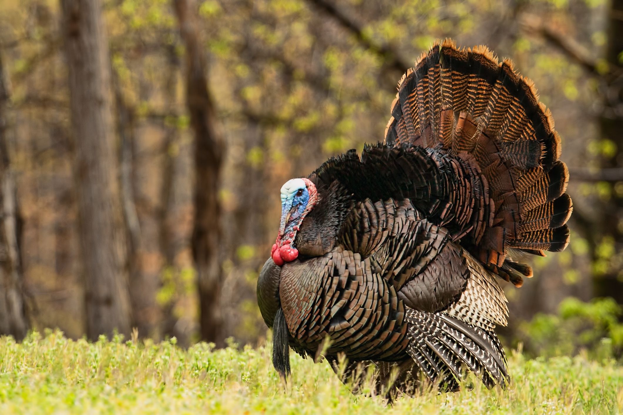 Trying to entice females and ward of other males, this Tom turkey is fully puffed out and his head engorged. Copy space to the left of bird in blurred forest.