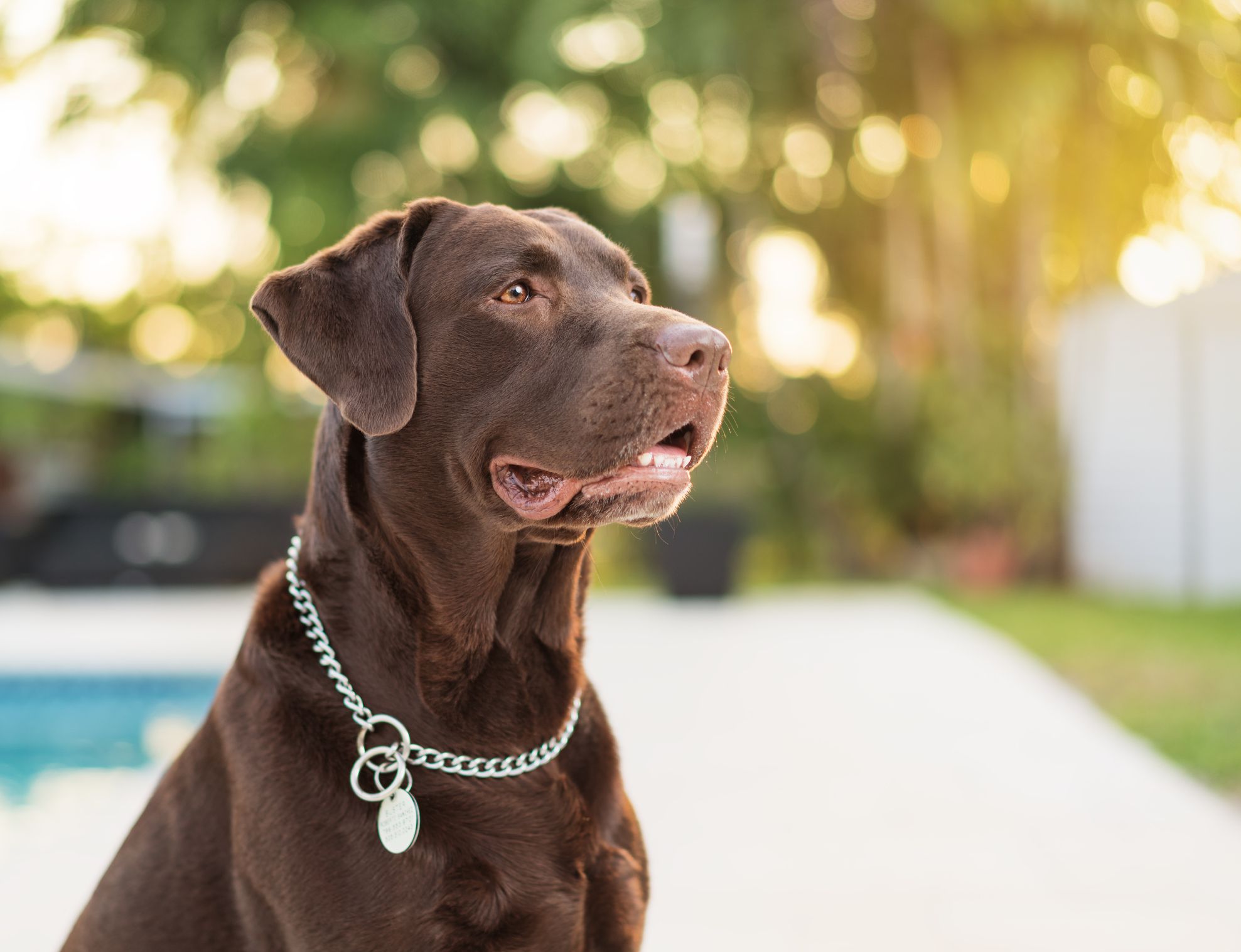 Chocolate Labrador Retriever