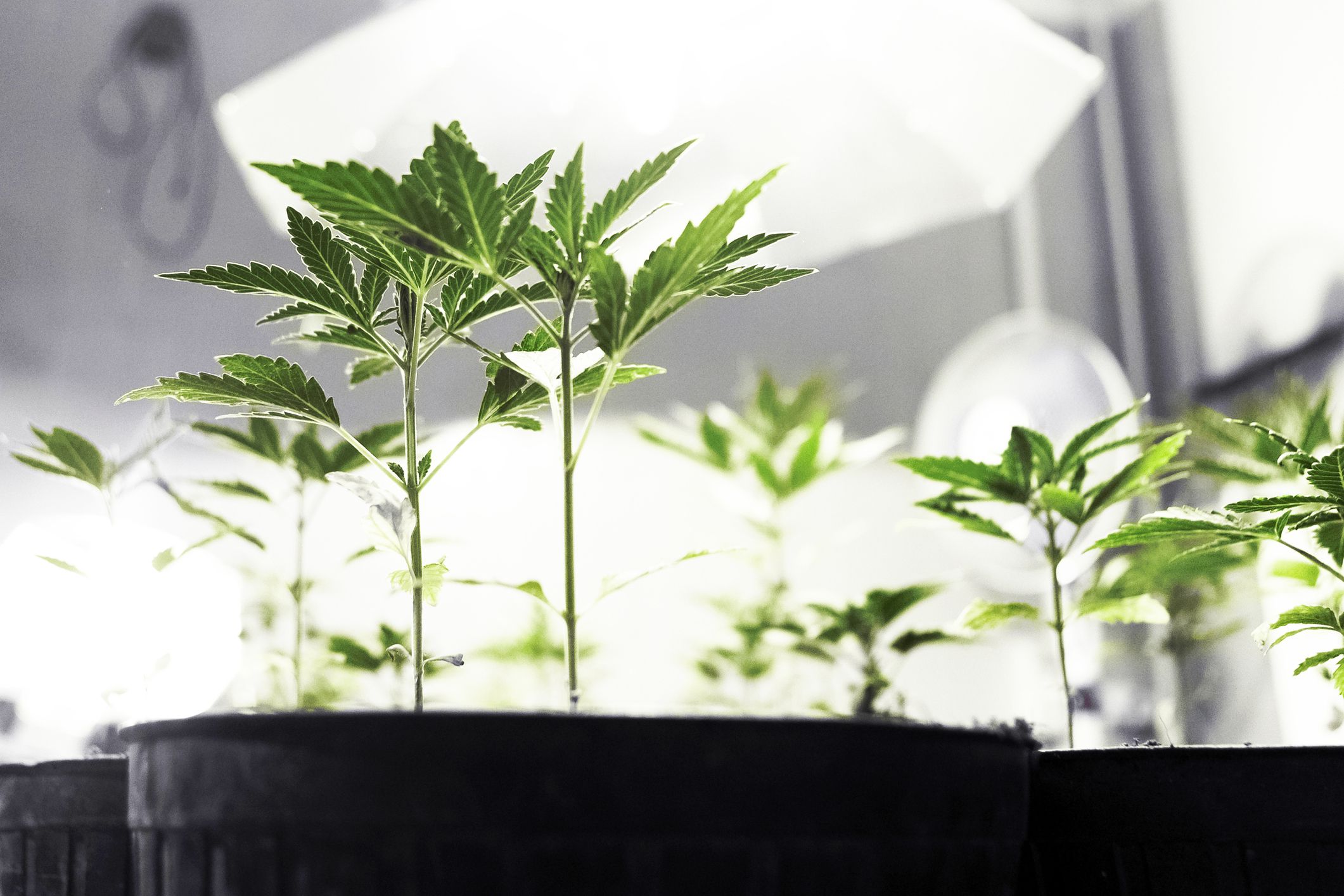 Marijuana Clones in plan nursery with small herb in focus