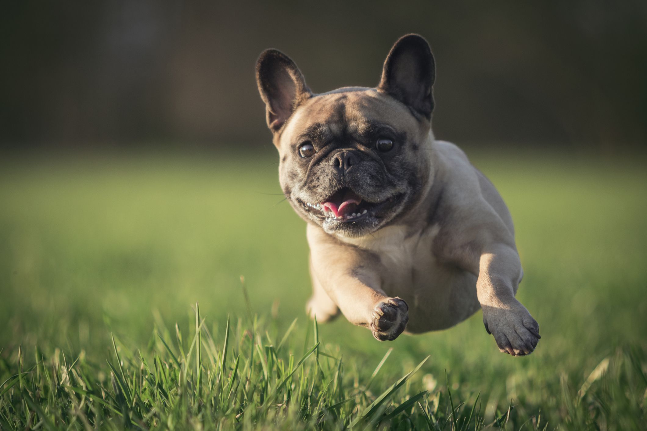 Ein Mops läuft über eine Wiese