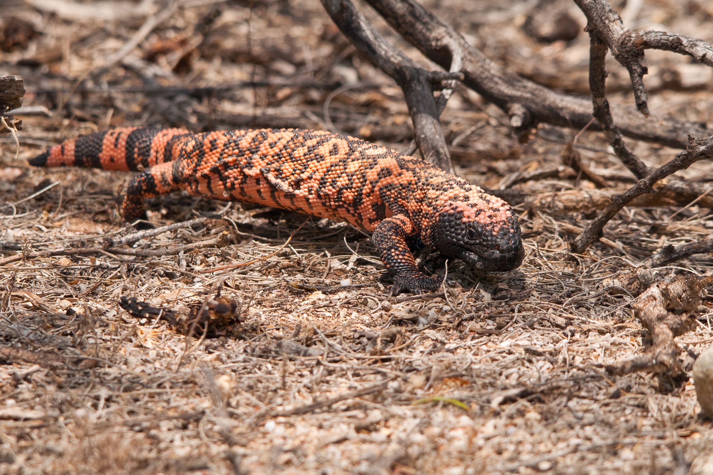 Gila Monster, Saguaro National Park, Arizona