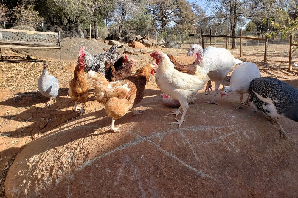 Animal Place, Grass Valley, California