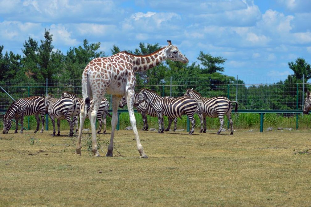 African Lion Safari, Cambridge, Ontario