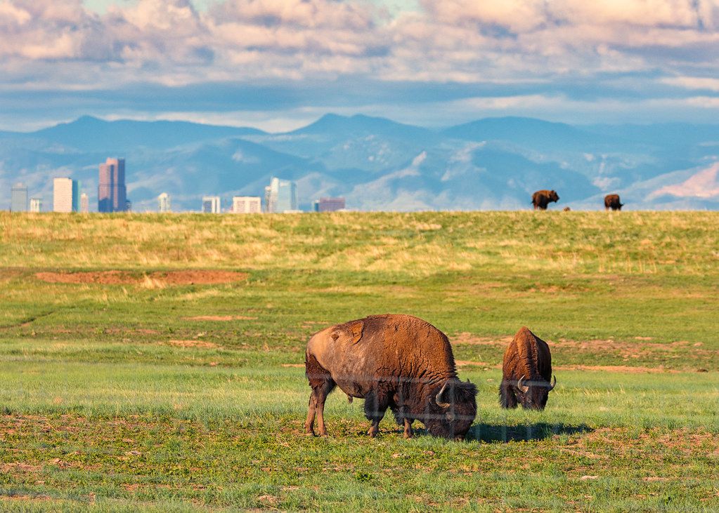 Rocky Mountain Arsenal National Wildlife Refuge