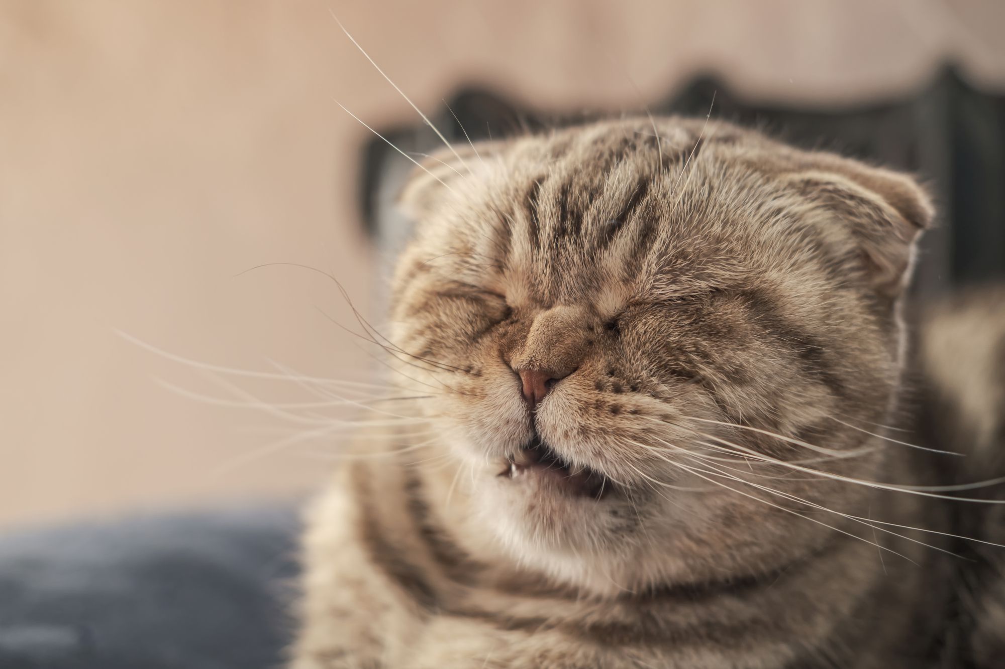 4. Why does it smell like cat pee?