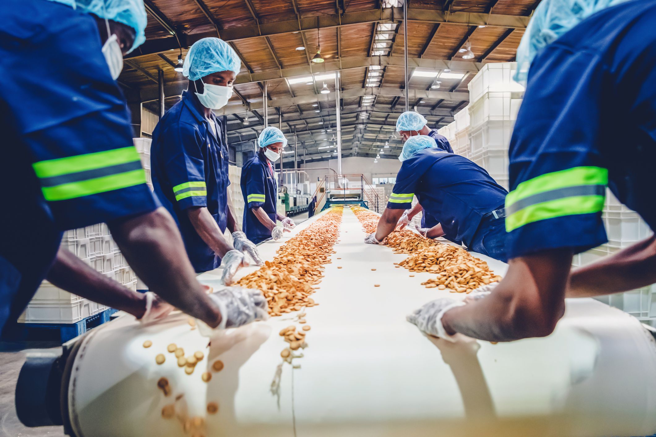 Factory, Manual Worker, Quality Control - Biscuit Factory Worker Standing Besides the Conveyor Belt, Stacking the Freshly Baked Cookies for Packaging