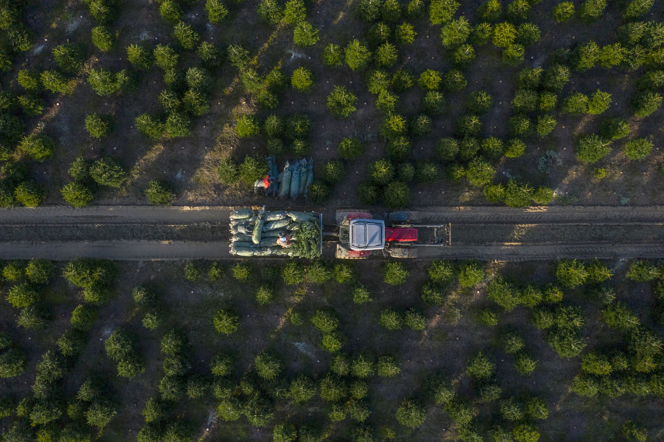 Christmas Tree Farming