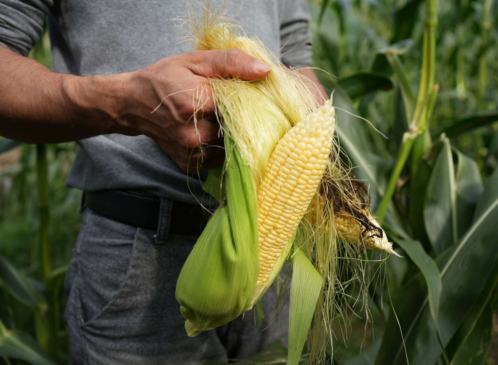 Field workers are just picking corn