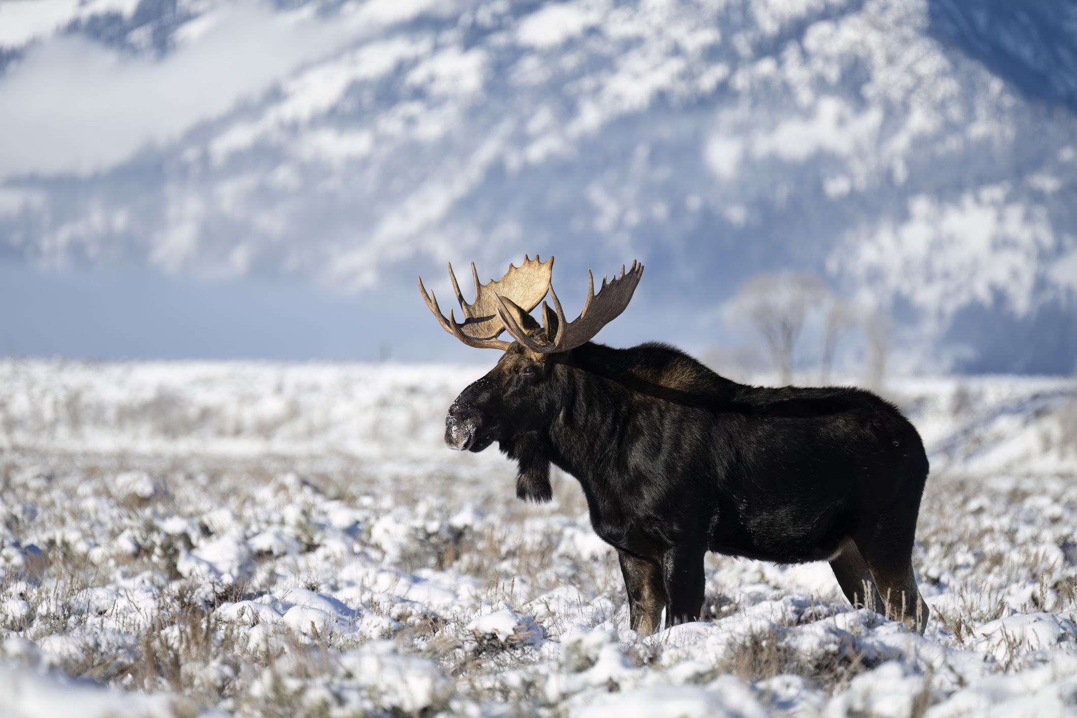Bull moose in rutting season, Grand Teton National Park on a beautiful day.