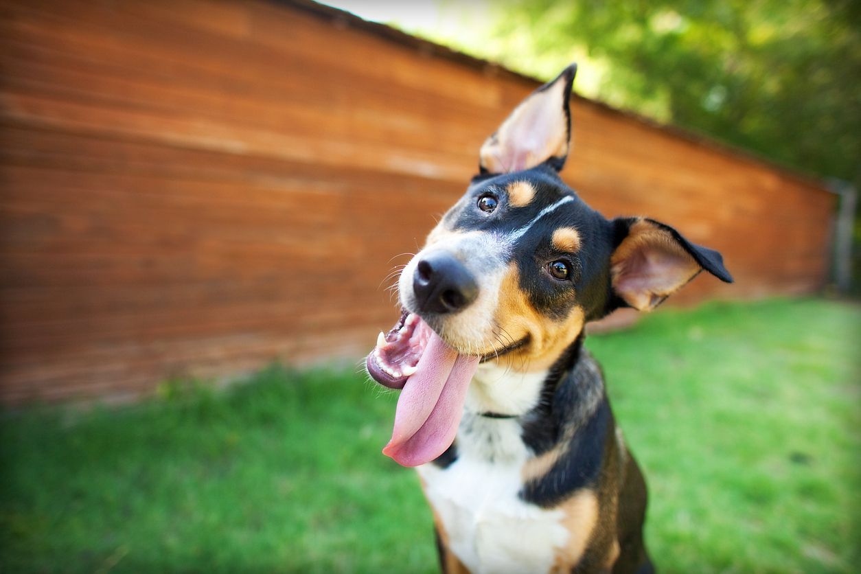 A cute dog that is smiling at the camera while sitting in the yard.